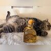 catrachabonita